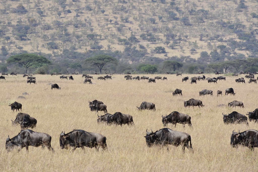 Serengeti Western Corridor